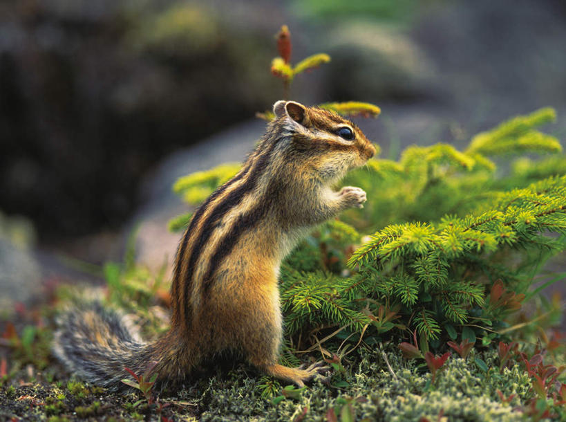 无人,站,横图,室外,白天,侧面,草地,草坪,植物,野生动物,阴影,光线,影子,泥土,土壤,草,一只,绿色,阳光,动物,松鼠,站着,可爱,活泼,斑纹松鼠,金花鼠,站立,彩图,全身