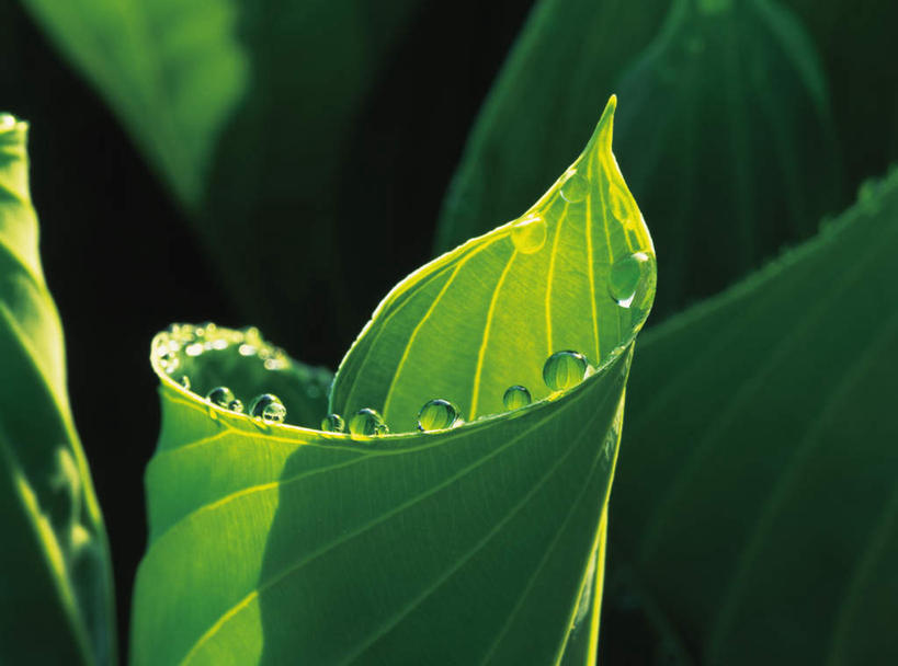 无人,横图,室外,白天,正面,旅游,度假,美景,植物,露水,叶子,蜷缩,阴影,光线,纹理,影子,景观,绿叶,娱乐,绿色,阳光,自然,露珠,享受,休闲,嫩叶,景色,放松,自然风光,肌理,叶,叶片,叶脉,彩图