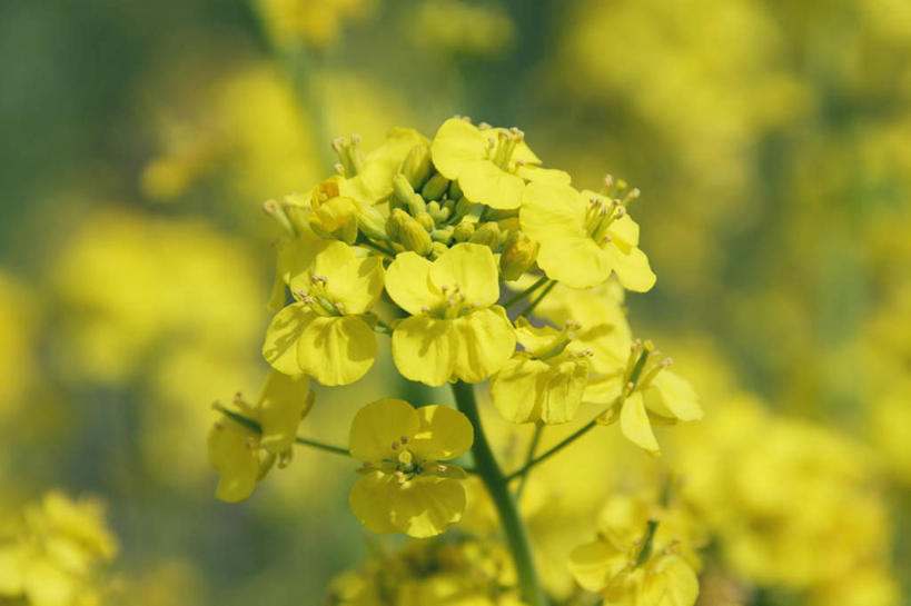 无人,横图,室外,特写,白天,正面,旅游,度假,美景,植物,许多,朦胧,模糊,盛开,景观,娱乐,花,花瓣,花朵,花卉,鲜花,黄色,自然,花蕊,油菜花,享受,休闲,景色,放松,自然风光,彩图,芸苔,芸薹