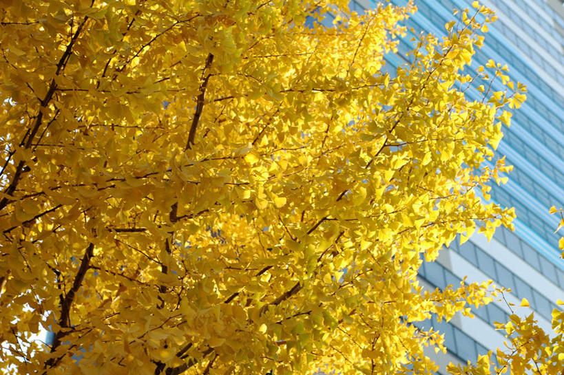 无人,高楼大厦,横图,室外,白天,仰视,度假,办公楼,美景,秋季,植物,城市风光,标志建筑,城市,大厦,地标,建筑,摩天大楼,写字楼,银杏树,东京,日本,亚洲,景观,娱乐,建设,树,树木,黄色,自然,楼宇,享受,休闲,商务楼,景色,放松,生长,成长,蒲扇,东亚,本州,关东地方,本州岛,日本国,东京都,鸭脚树,秋,秋天,银杏,公孙树,白果,彩图,低角度拍摄,大楼,高层建筑,高楼,摩天楼