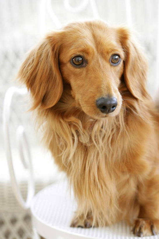 无人,坐,竖图,室内,特写,白天,正面,宠物,狗,椅子,腊肠犬,木椅,迷你腊肠犬,注视,动物,观察,看,可爱,观看,察看,关注,忠诚,迷你腊肠狗,犬,坐着,半身,彩图