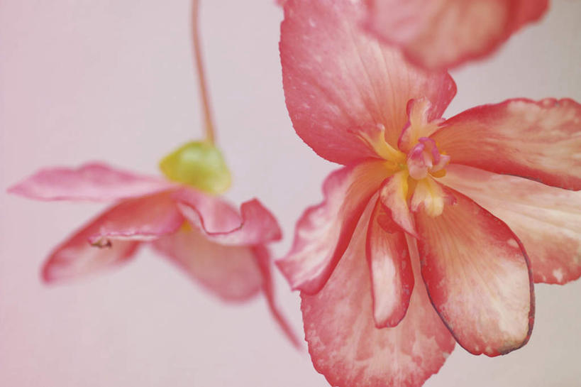 无人,横图,室内,特写,白天,白色背景,正面,植物,海棠花,朦胧,模糊,盛开,海棠,花,花瓣,花朵,花卉,鲜花,两朵,粉色,花蕊,自信,摄影,影棚,呵护,秋海棠,八月春,解语花,相思草,岩丸子,彩图,影棚拍摄,拍摄
