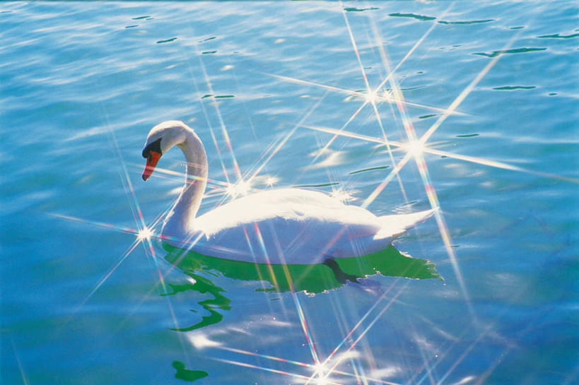 游泳,无人,横图,俯视,室外,白天,湖,湖泊,水,太阳,鸟,野生动物,天鹅,阴影,光线,鸟类,影子,湖面,水流,水面,注视,一只,阳光,动物,湖水,观察,看,可爱,观看,察看,关注,泅水,拍浮,鹄,彩图,高角度拍摄,全身