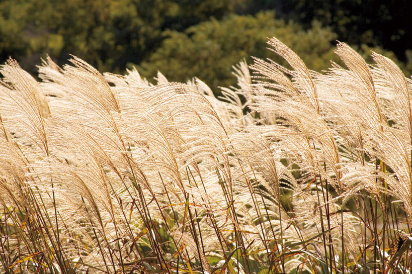 无人,横图,室外,白天,正面,旅游,度假,美景,森林,树林,植物,日本,亚洲,枯萎,景观,枯草,芒草,娱乐,草,树,树木,黄色,绿色,自然,享受,休闲,景色,放松,生长,成长,自然风光,东亚,五节芒,本州,本州岛,日本国,中部地方,山梨,山梨县,管草,管芒,寒芒,彩图