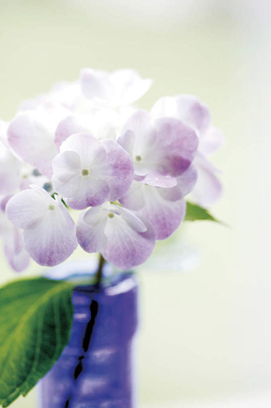 无人,竖图,室内,特写,白天,白色背景,正面,美景,水仙花,朦胧,模糊,盛开,景观,花蕾,花,花瓣,花朵,鲜花,一朵,白色,自然,花苞,花蕊,景色,摄影,影棚,自然风光,金盏银台,玉玲珑,女史花,雅蒜,天蒜,凌波仙子,水仙,天葱,彩图,影棚拍摄,拍摄