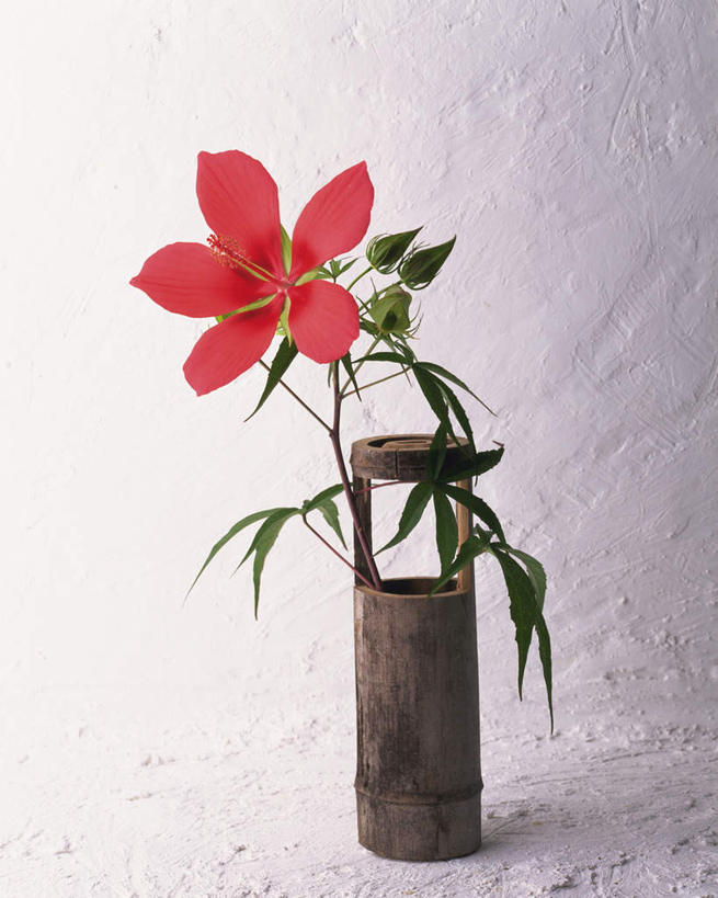 无人,竖图,室内,特写,白天,白色背景,正面,植物,盛开,花,花瓣,花朵,花卉,鲜花,一朵,红色,花蕊,摄影,影棚,芙蓉,芙蓉花,木芙蓉,拒霜花,地芙蓉,彩图,影棚拍摄,拍摄