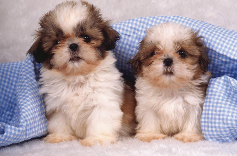 无人,坐,横图,室内,白天,正面,宠物,狗,花纹,条纹,布,格子,图案,布纹,注视,狮子狗,动物,观察,看,两只,可爱,摄影,影棚,观看,布匹,察看,关注,西施犬,忠诚,赛珠犬,狮子犬,西施狗,犬,坐着,半身,彩图,影棚拍摄,拍摄