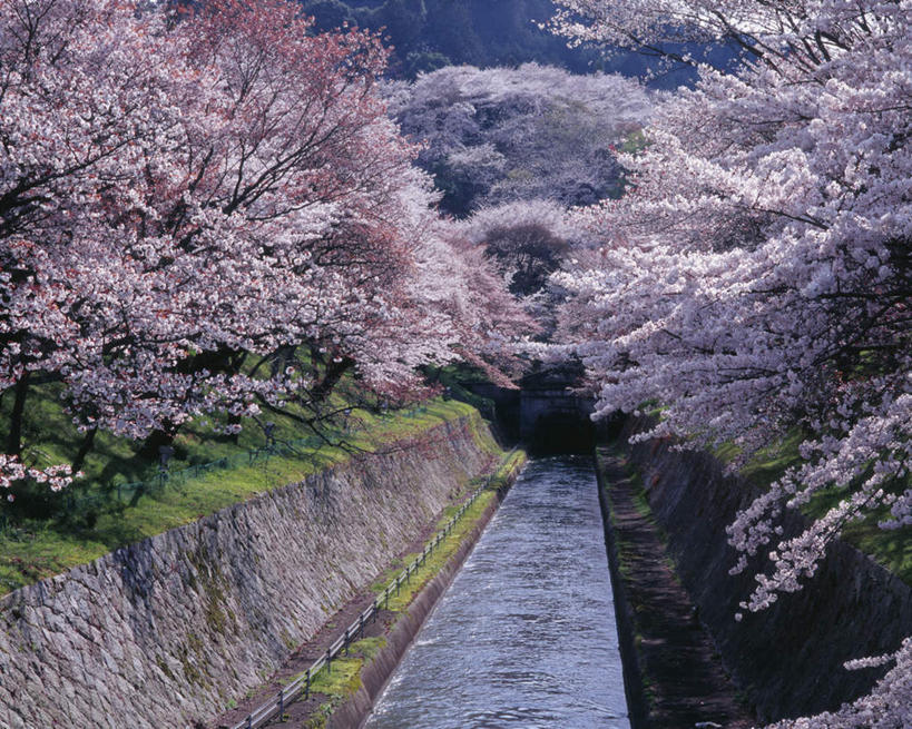 无人,横图,俯视,室外,白天,旅游,度假,幸福,纯洁,湖,湖泊,美景,水,植物,樱花,日本,亚洲,许多,盛开,湖面,景观,水流,水面,娱乐,花,花瓣,花朵,花卉,鲜花,树,树木,粉色,绿色,自然,湖水,花蕊,享受,休闲,景色,放松,生长,成长,等待,生命,自然风光,东亚,本州,本州岛,日本国,近畿地方,近畿,滋贺,滋贺县,琵琶湖,仙樱花,福岛樱,青肤樱,高尚,热烈,荆桃,彩图,高角度拍摄