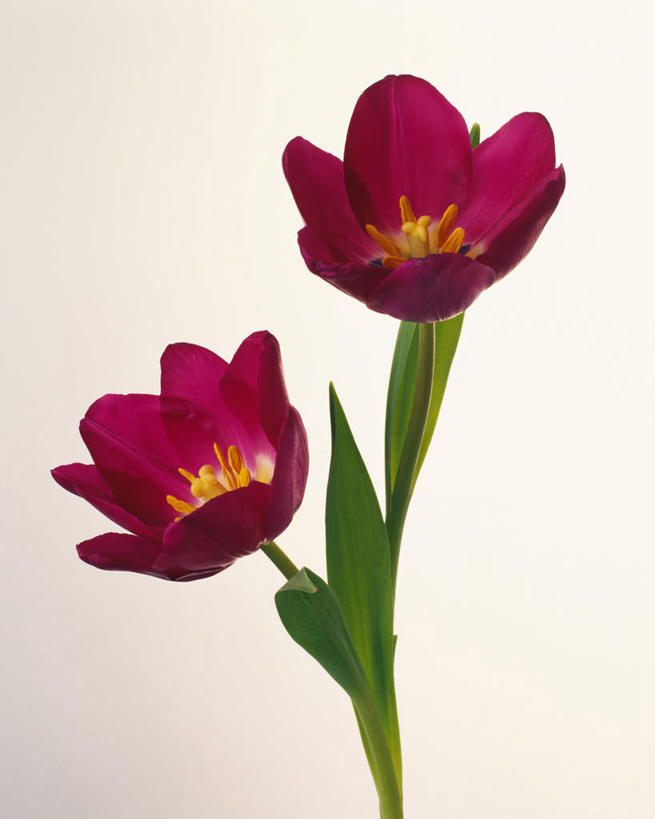 无人,竖图,室内,特写,白天,白色背景,正面,植物,郁金香,盛开,花,花瓣,花朵,花卉,鲜花,两朵,红色,花蕊,摄影,影棚,郁香,洋荷花,草麝香,彩图,影棚拍摄,拍摄