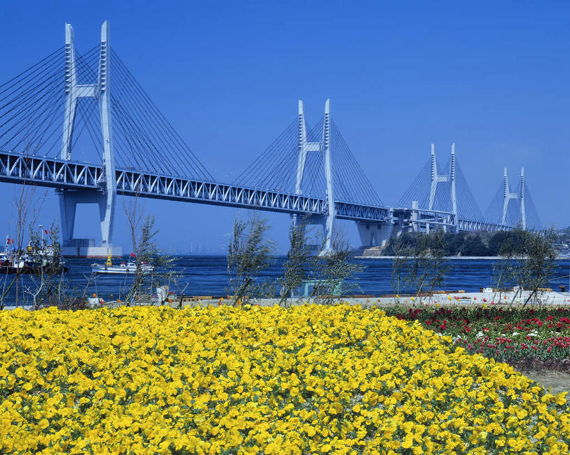 无人,横图,室外,白天,仰视,旅游,度假,海浪,海洋,美景,植物,大桥,立交桥,桥梁,日本,亚洲,许多,盛开,景观,浪花,高架,斜拉桥,桥,娱乐,花,花瓣,花朵,花卉,鲜花,黄色,蓝色,蓝天,天空,自然,海水,天,花蕊,享受,休闲,景色,放松,晴朗,自然风光,海景,东亚,本州,万里无云,本州岛,日本国,濑户大桥,中国地方,冈山,冈山县,四国地方,四国,四国岛,香川,香川县,大海,风浪,海,海水的波动,近岸浪,涌浪,晴空,晴空万里,彩图,低角度拍摄