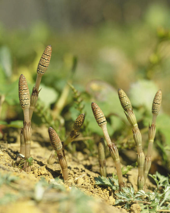 无人,竖图,室外,特写,白天,正面,旅游,度假,草地,草坪,美景,植物,许多,阴影,朦胧,模糊,光线,影子,景观,娱乐,草,绿色,阳光,自然,享受,休闲,景色,放松,自然风光,问荆,接续草,公母草,搂接草,空心草,马蜂草,猪鬃草,黄蚂草,节节草,接骨草,彩图