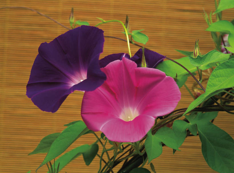 无人,横图,室外,白天,正面,爱情,美景,植物,窗帘,喇叭花,叶子,盛开,景观,绿叶,花,花瓣,花朵,花卉,鲜花,两朵,紫色,自然,花蕊,嫩叶,百叶帘,景色,虚幻,自然风光,永恒,牵牛,牵牛子,勤娘子,碧冬茄,朝颜花,灵芝牡丹,冷静,牵牛花,叶,叶片,彩图