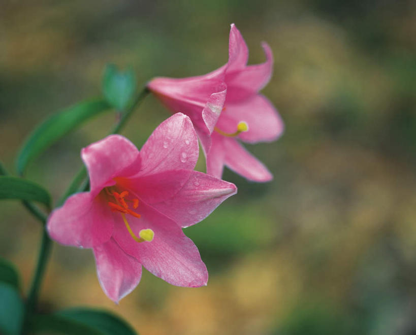 无人,横图,室外,特写,白天,正面,植物,叶子,朦胧,模糊,盛开,绿叶,花,花瓣,花朵,花卉,鲜花,两朵,粉色,花蕊,嫩叶,白鹤花,白玉簪,玉春棒,玉簪花,宽和,恬静,叶,叶片,彩图