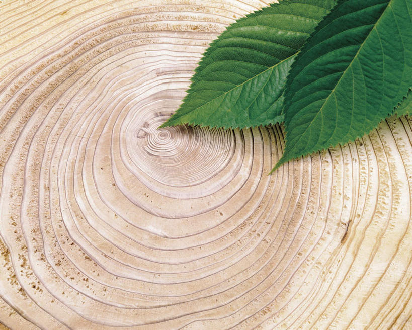 无人,横图,俯视,室外,特写,白天,植物,叶子,重叠,环绕,围绕,螺旋,纹理,绿叶,年轮,绿色,嫩叶,螺纹,横截面,肌理,叶,叶片,叶脉,彩图,高角度拍摄