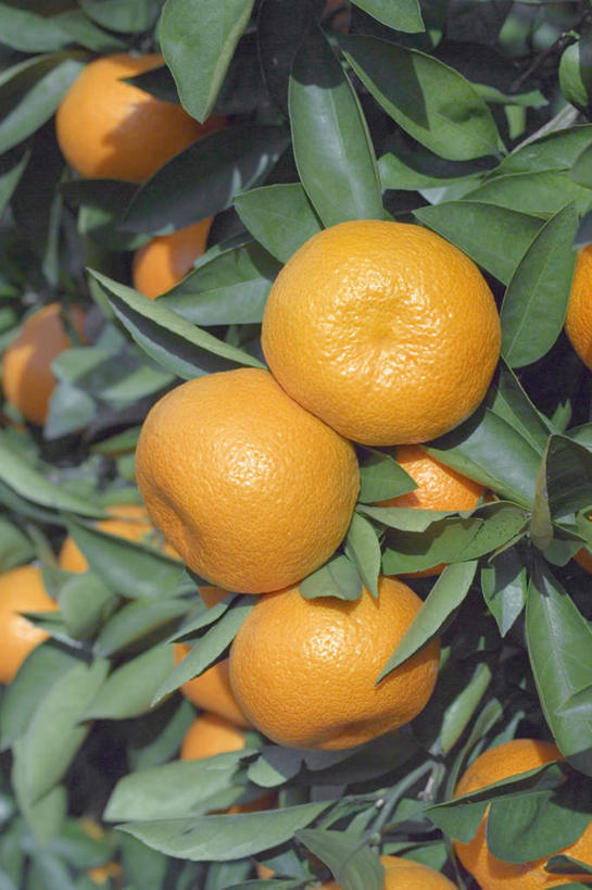 无人,竖图,俯视,室外,特写,白天,柑橘,水果,叶子,悬挂,新鲜,生食,食品,果实,绿叶,食物,橙色,嫩叶,有机食品,绿色食品,叶,叶片,橘子,桔子,橙子,橙,彩图,高角度拍摄