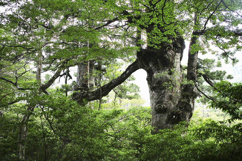 无人,横图,室外,白天,正面,旅游,度假,美景,森林,树林,植物,叶子,鹿儿岛,日本,亚洲,景观,绿叶,娱乐,树,树木,绿色,自然,享受,休闲,嫩叶,景色,放松,生长,成长,自然风光,东亚,日本国,九州本岛,九州,九州岛,九州地方,鹿儿岛县,叶,叶片,彩图