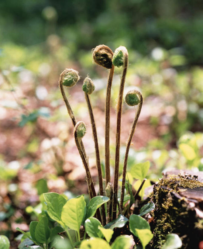 无人,竖图,室外,特写,白天,正面,旅游,度假,草地,草坪,美景,植物,朦胧,模糊,景观,蕨菜,娱乐,草,绿色,自然,享受,休闲,景色,放松,蕨类,自然风光,彩图