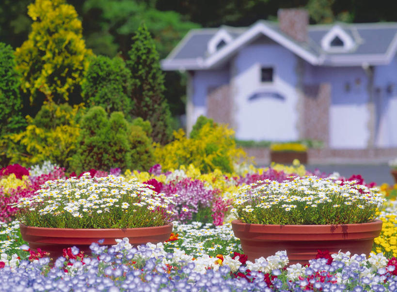 无人,家,花园,横图,室外,白天,正面,旅游,度假,快乐,幸福,花海,花圃,美景,植物,叶子,许多,阴影,朦胧,模糊,盛开,光线,影子,房屋,屋子,景观,绿叶,玛格丽特,花蕾,娱乐,楼房,住宅,雏菊,花,花瓣,花朵,花卉,鲜花,蓝色,绿色,白色,阳光,自然,花丛,花田,花苞,花蕊,享受,休闲,嫩叶,菊花,景色,放松,活力,生长,成长,希望,坚强,自然风光,和平,离别,延命菊,幸福花,春菊,马兰头花,暗恋,纯情,单恋,天真,叶,叶片,小花园,彩图,愉快,房子