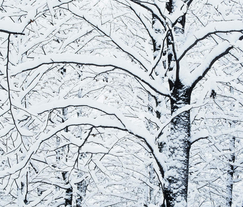 无人,横图,室外,白天,仰视,旅游,度假,美景,森林,树林,雪,植物,大雪,冰,积雪,景观,雪景,冬季,冬天,娱乐,树,树木,树枝,绿色,自然,享受,休闲,景色,放松,寒冷,生长,成长,冰冷,自然风光,雾凇,严寒,冰凉,树挂,彩图,低角度拍摄