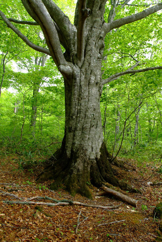 无人,竖图,室外,白天,正面,旅游,度假,美景,森林,树林,植物,日本,亚洲,景观,娱乐,树,树干,树木,绿色,自然,享受,休闲,景色,放松,生长,成长,自然风光,东亚,山毛榉,本州,本州岛,日本国,岩手,岩手县,东北地方,麻栎金刚,山毛榉树,彩图
