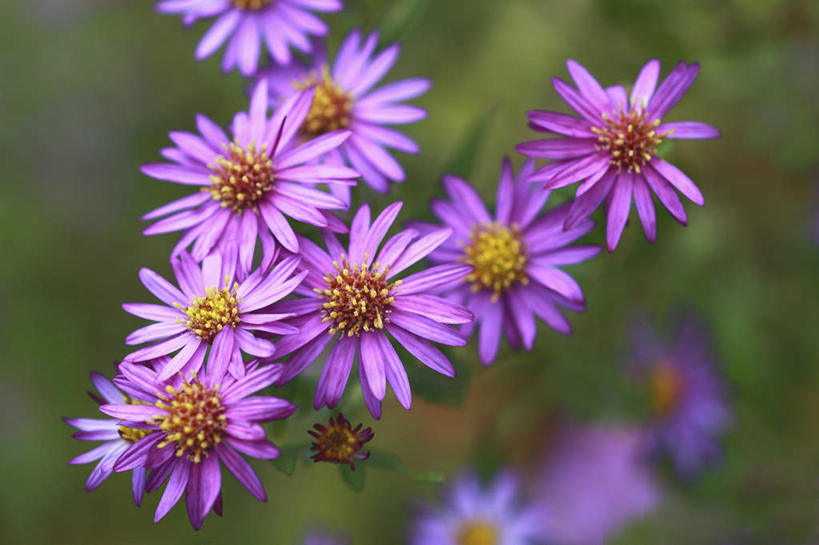 无人,横图,俯视,室外,特写,白天,旅游,度假,美景,植物,许多,朦胧,模糊,盛开,景观,娱乐,花,花瓣,花朵,花卉,鲜花,紫色,自然,花蕊,享受,休闲,菊花,景色,放松,自然风光,野菊花,沉默,避邪,苦薏,山菊花,专一,彩图,高角度拍摄