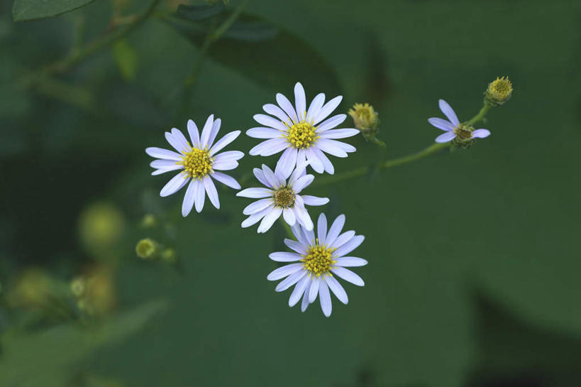 无人,横图,俯视,室外,特写,白天,旅游,度假,美景,植物,许多,朦胧,模糊,盛开,景观,娱乐,花,花瓣,花朵,花卉,鲜花,白色,自然,花蕊,享受,休闲,菊花,景色,放松,自然风光,野菊花,沉默,避邪,苦薏,山菊花,专一,彩图,高角度拍摄