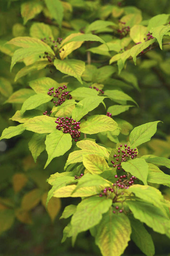 无人,竖图,室外,特写,白天,正面,旅游,度假,美景,植物,浆果,叶子,许多,景观,绿叶,娱乐,绿色,紫色,自然,享受,休闲,嫩叶,景色,放松,生长,成长,自然风光,白棠子树,紫珠,叶,叶片,彩图