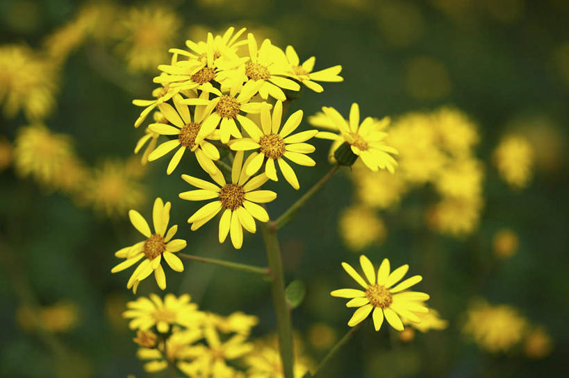 无人,横图,俯视,室外,特写,白天,旅游,度假,美景,植物,许多,朦胧,模糊,盛开,景观,娱乐,花,花瓣,花朵,花卉,鲜花,黄色,自然,花蕊,享受,休闲,菊花,景色,放松,自然风光,野菊花,沉默,避邪,苦薏,山菊花,专一,彩图,高角度拍摄