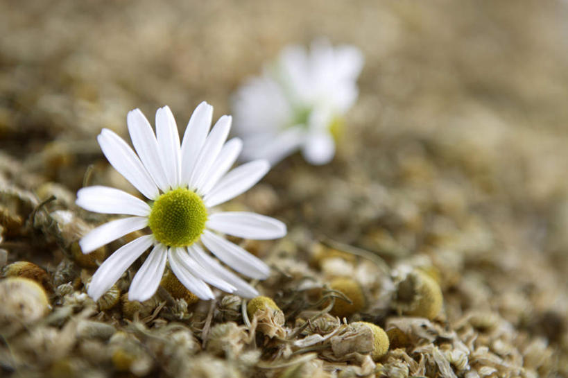 无人,横图,俯视,室内,特写,白天,茶,一堆,许多,堆叠,堆积,朦胧,模糊,盛开,茶叶,洋甘菊,花蕾,花,花瓣,花朵,鲜花,两朵,花茶,花苞,花蕊,活力,力量,摄影,影棚,堆,花草茶,坚强,交往,母菊,香花茶,香片,熏花茶,和好,彩图,高角度拍摄,影棚拍摄,拍摄