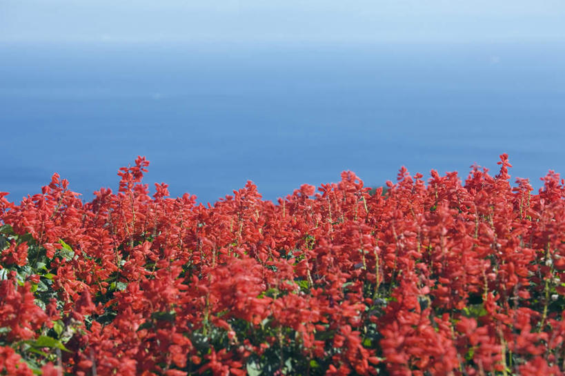 无人,家庭,横图,室外,特写,白天,正面,旅游,度假,智慧,海浪,海洋,美景,朦胧,模糊,盛开,景观,浪花,水平线,辽阔,海平线,花蕾,娱乐,花,花瓣,花朵,鲜花,红色,蓝色,蓝天,天空,自然,海水,天,花苞,花蕊,享受,休闲,广阔,景色,放松,晴朗,一望无际,鼠尾草,自然风光,海景,万里无云,琴柱草,理性,无边无际,一马平川,大海,风浪,海,海水的波动,近岸浪,涌浪,晴空,晴空万里,彩图,水天相接,水天一线