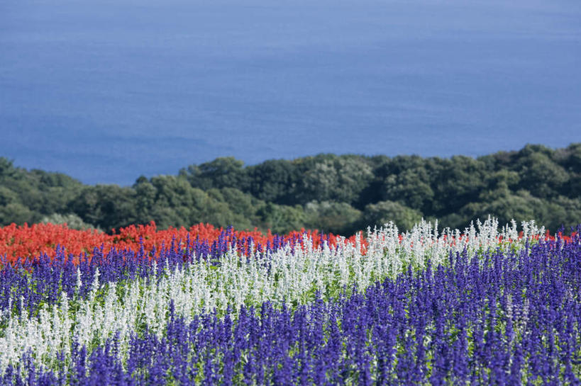 无人,家庭,横图,室外,特写,白天,正面,旅游,度假,智慧,海浪,海洋,美景,树林,植物,日本,亚洲,朦胧,模糊,盛开,景观,浪花,花蕾,娱乐,花,花瓣,花朵,鲜花,树,树木,红色,蓝色,绿色,紫色,白色,蓝天,天空,自然,海水,天,花苞,花蕊,享受,休闲,景色,放松,生长,晴朗,成长,鼠尾草,自然风光,海景,东亚,本州,万里无云,本州岛,日本国,近畿地方,近畿,兵库,兵库县,琴柱草,理性,大海,风浪,海,海水的波动,近岸浪,涌浪,晴空,晴空万里,彩图