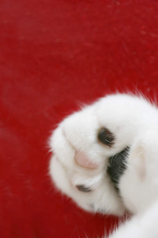 脚,无人,竖图,俯视,室内,特写,白天,宠物,猫,红色背景,朦胧,模糊,一只,白色,动物,可爱,摄影,影棚,脚掌,猫咪,足,半身,彩图,高角度拍摄,影棚拍摄,拍摄