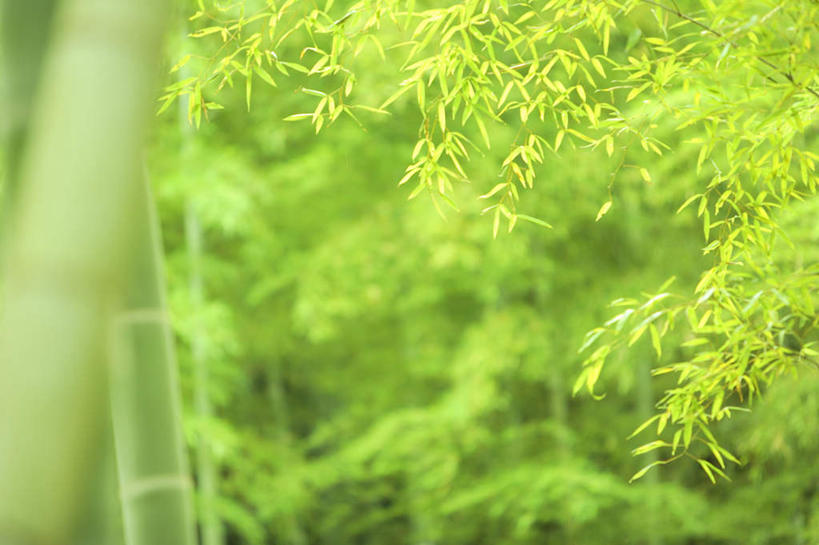无人,横图,室外,白天,正面,旅游,度假,纯洁,美景,植物,竹子,叶子,京都,日本,亚洲,朦胧,模糊,景观,绿叶,娱乐,树木,绿色,自然,享受,休闲,嫩叶,景色,放松,京都府,生长,成长,高雅,自然风光,东亚,本州,本州岛,日本国,近畿地方,近畿,奉献,质朴,正直,嵯峨野,担当,岚山,叶,叶片,竹,彩图,奋进,操守,四君子,岁寒三友,性坚,虚怀,虚心,善群,卓尔