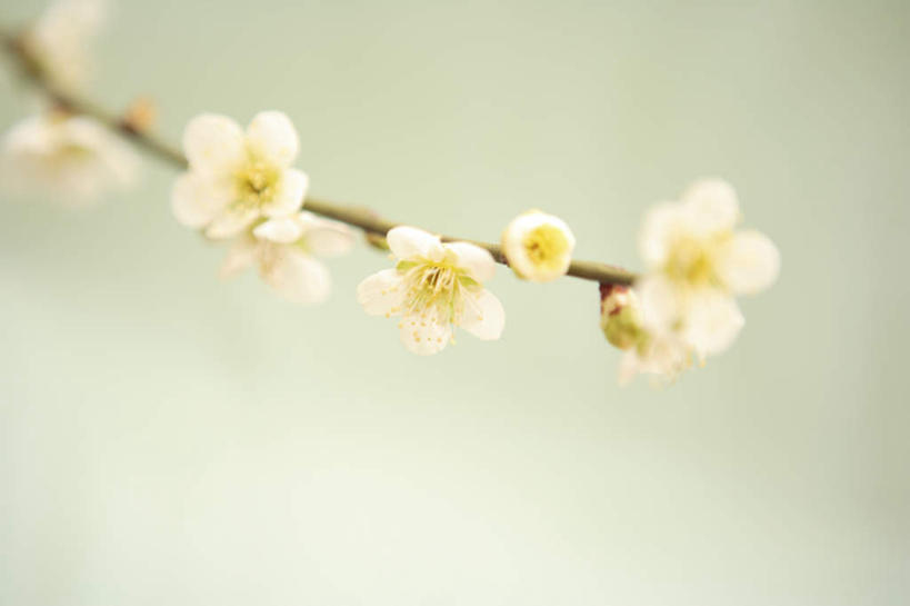 无人,横图,室内,特写,白天,白色背景,正面,许多,朦胧,模糊,盛开,梅花,花蕾,花,花瓣,花朵,鲜花,白色,花苞,花蕊,摄影,影棚,高雅,坚强,梅,彩图,影棚拍摄,拍摄
