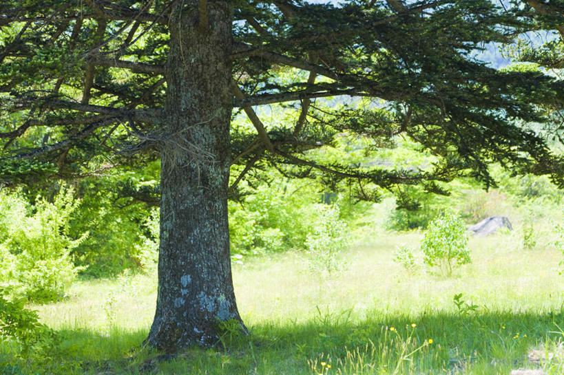 无人,横图,室外,白天,正面,旅游,度假,草地,草坪,美景,植物,长野县,日本,亚洲,景观,娱乐,草,树,树木,蓝色,绿色,蓝天,天空,自然,天,享受,休闲,景色,放松,生长,晴朗,成长,自然风光,东亚,本州,万里无云,本州岛,日本国,中部地方,岐阜,岐阜县,长野,乘鞍高原,晴空,晴空万里,彩图