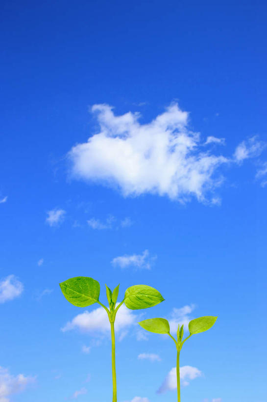 无人,竖图,插画,室内,白天,正面,数码,科技,叶子,两棵,阴影,网络,云,云朵,绿叶,高光,几何,计算机图形,合成,云彩,图画,画,蓝色,绿色,白云,蓝天,天空,天,嫩叶,晴朗,电脑合成图,数码合成图,漫画,写实,具体,具象,叶,叶片,晴空,彩图