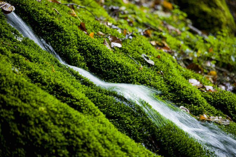 无人,横图,室外,白天,正面,旅游,度假,美景,瀑布,秋季,水,植物,叶子,长野县,日本,亚洲,飞溅,朦胧,模糊,溅,液体,景观,水滴,水流,枯叶,落叶,苔藓,娱乐,水珠,自然,享受,休闲,景色,放松,喷洒,自然风光,东亚,本州,本州岛,日本国,中部地方,岐阜,岐阜县,长野,乘鞍高原,叶,叶片,跌水,涧,山涧,溪涧,秋,秋天,彩图