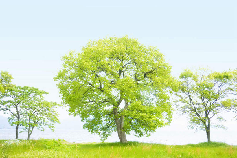 无人,横图,室外,白天,正面,旅游,度假,草地,草坪,美景,植物,日本,亚洲,地平线,景观,辽阔,地面,四棵,娱乐,草,树,树木,蓝色,绿色,蓝天,天空,自然,天,享受,休闲,广阔,景色,放松,生长,晴朗,成长,一望无际,自然风光,延伸,东亚,本州,万里无云,本州岛,日本国,近畿地方,天地相交,近畿,滋贺,滋贺县,无边无际,一马平川,晴空,晴空万里,彩图