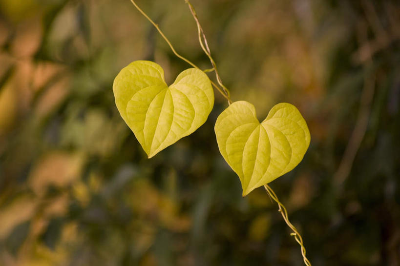 无人,横图,俯视,室外,特写,白天,秋季,叶子,两片,朦胧,模糊,枯叶,落叶,树叶,黄色,叶,叶片,秋,秋天,彩图,高角度拍摄