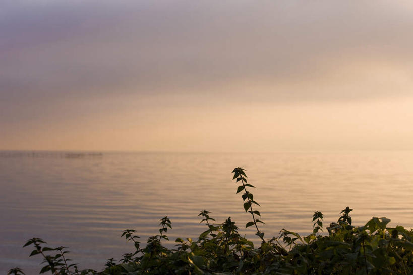 无人,横图,室外,白天,正面,旅游,度假,湖,湖泊,美景,日落,水,叶子,日本,亚洲,湖面,景观,水流,水面,晚霞,霞光,云,云朵,绿叶,云彩,娱乐,蓝色,蓝天,天空,自然,黄昏,湖水,天,享受,休闲,嫩叶,景色,彩霞,放松,自然风光,东亚,本州,本州岛,日本国,近畿地方,近畿,滋贺,滋贺县,琵琶湖,叶,叶片,夕阳,彩图