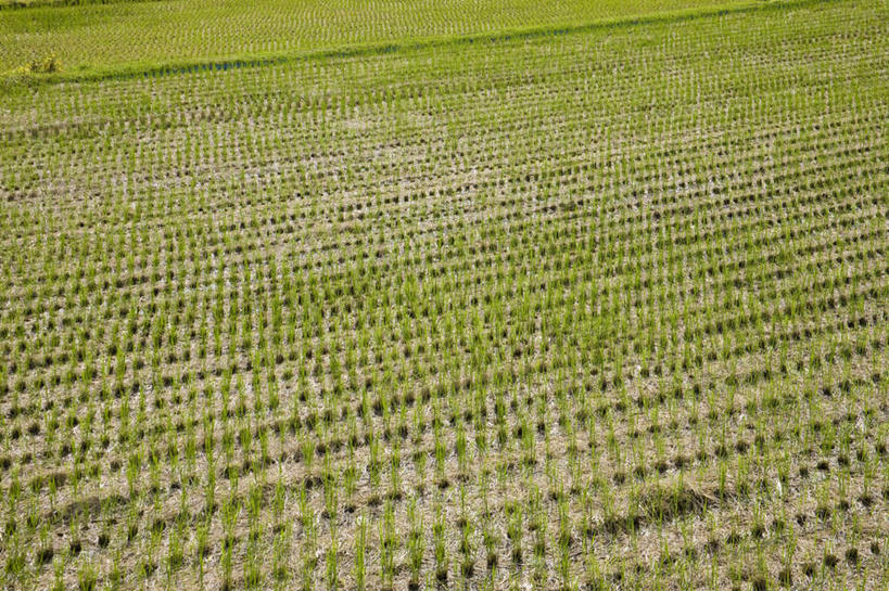 无人,农田,横图,俯视,室外,白天,旅游,度假,农业,庄稼,农作物,小麦,美景,日本,亚洲,阴影,光线,影子,稻田,景观,乡村,农村,谷物,娱乐,阳光,自然,享受,休闲,稻谷,稻子,景色,放松,麦子,乡间,自然风光,东亚,本州,本州岛,日本国,近畿地方,近畿,滋贺,滋贺县,高角度拍摄,耕地,庄稼田