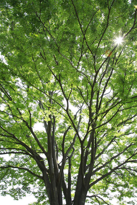 无人,竖图,室外,白天,仰视,旅游,度假,美景,植物,叶子,阴影,光线,影子,景观,云,云朵,云彩,娱乐,树,树木,蓝色,绿色,白云,蓝天,天空,阳光,自然,天,享受,休闲,嫩叶,景色,放松,生长,晴朗,成长,自然风光,叶,叶片,晴空,彩图,低角度拍摄