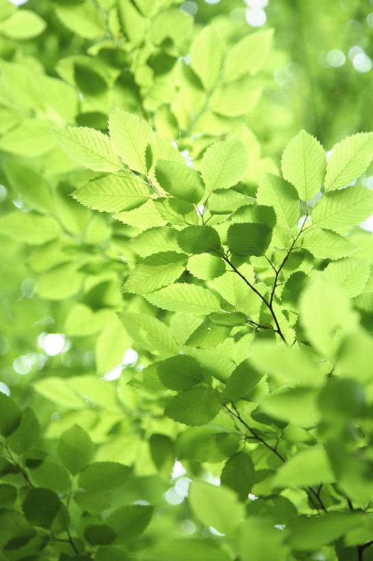 无人,竖图,室外,特写,白天,正面,旅游,度假,美景,树林,植物,叶子,许多,阴影,朦胧,模糊,光线,影子,景观,绿叶,娱乐,树,树木,蓝色,绿色,蓝天,天空,阳光,自然,天,享受,休闲,嫩叶,景色,放松,生长,成长,自然风光,叶片,彩图