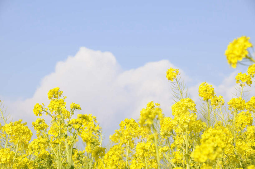无人,横图,室外,白天,仰视,旅游,度假,美景,朦胧,模糊,盛开,景观,云,云朵,花蕾,云彩,娱乐,花,花瓣,花朵,鲜花,黄色,蓝色,白云,蓝天,天空,自然,天,花苞,花蕊,油菜花,享受,休闲,景色,放松,晴朗,自然风光,晴空,彩图,低角度拍摄