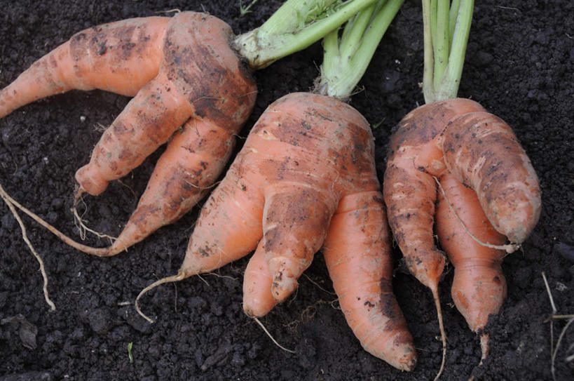 无人,横图,俯视,室外,特写,白天,萝卜,胡萝卜,蔬菜,三棵,一排,朦胧,模糊,新鲜,整齐,泥土,土地,食品,食物,排列,三个,红色,有机食品,绿色食品,队列,红萝卜,甘荀,彩图,高角度拍摄