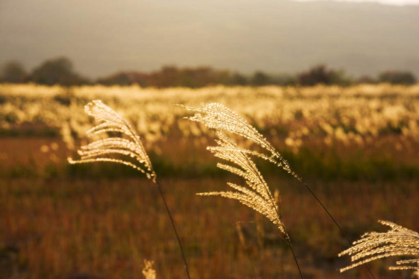 无人,农田,横图,室外,白天,正面,旅游,度假,农业,庄稼,农作物,美景,秋季,日落,植物,枯萎,朦胧,模糊,稻田,景观,晚霞,霞光,落日,枯草,芒草,娱乐,草,黄色,蓝色,自然,黄昏,享受,休闲,景色,彩霞,放松,自然风光,夕照,秋,秋天,夕阳,彩图,耕地,庄稼田,斜阳