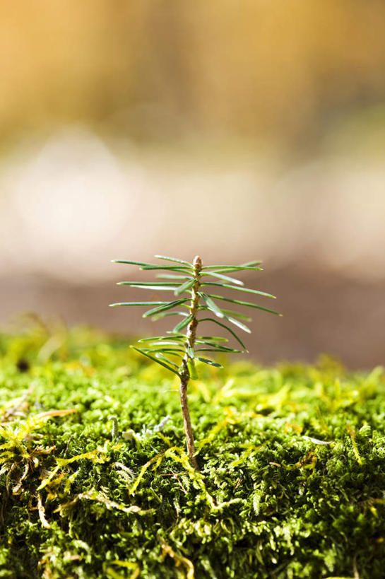 无人,竖图,俯视,室外,特写,白天,旅游,度假,美景,植物,朦胧,模糊,景观,苔藓,娱乐,幼苗,树,树木,绿色,自然,享受,休闲,景色,放松,生长,成长,自然风光,杉树,秧苗,彩图,高角度拍摄