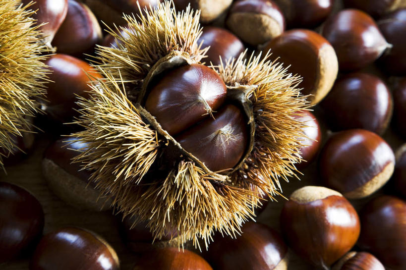 无人,横图,俯视,室内,特写,白天,一堆,许多,堆叠,堆积,朦胧,模糊,板栗,栗子,坚果,毛栗子,堆,毛栗,栗果,栗楔,彩图,高角度拍摄