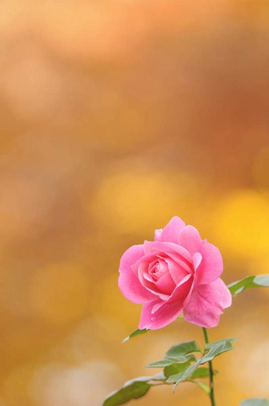 无人,竖图,室外,特写,白天,正面,爱情,幸福,纯洁,热情,玫瑰,朦胧,模糊,盛开,玫瑰花,浪漫,花蕾,花,花瓣,花朵,鲜花,一朵,粉色,花苞,花蕊,温暖,温馨,恩爱,和睦,感动,尊敬,天真,刺玫花,徘徊花,彩图,融洽