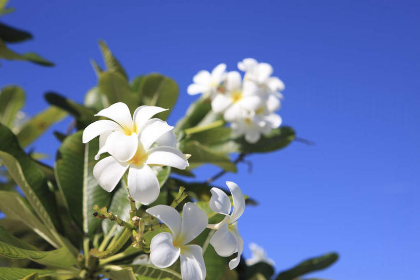 无人,横图,室外,特写,白天,仰视,旅游,度假,美景,马尔代夫,亚洲,许多,朦胧,模糊,盛开,景观,花蕾,娱乐,赤素馨花,花,花瓣,花朵,鲜花,蓝色,白色,蓝天,天空,自然,天,花苞,花蕊,享受,休闲,景色,放松,晴朗,自然风光,南亚,万里无云,蛋黄花,鸡蛋花,缅栀花,马尔代夫共和国,晴空,晴空万里,彩图,低角度拍摄